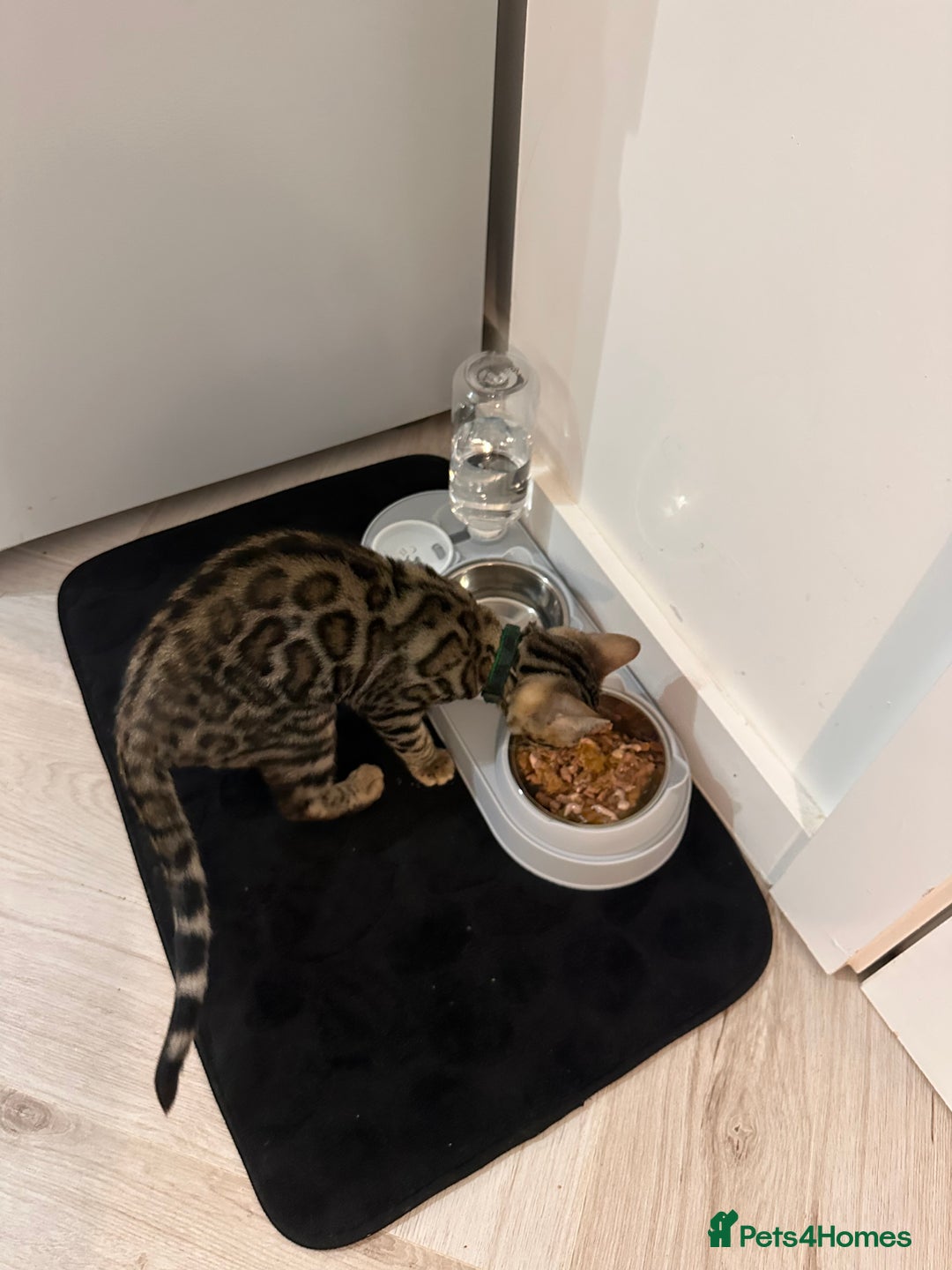 Bengal cats for sale: Brown bengal kitten  - Advert 6