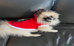 Pomeranian dogs for sale: Cecil the Pomeranian - Image 7