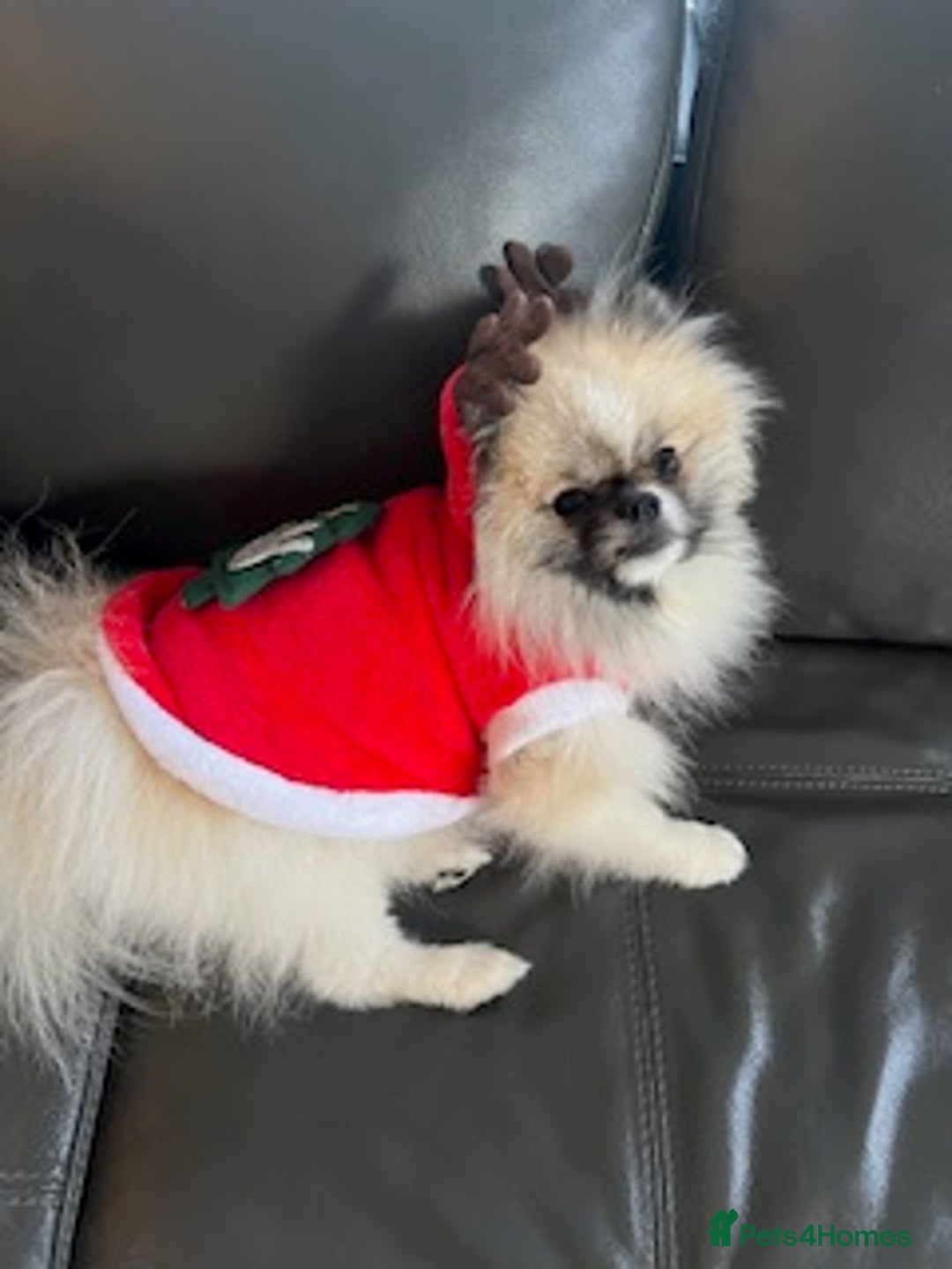 Pomeranian dogs for sale: Cecil the Pomeranian - Image 7
