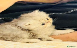 Persian cats for sale: Pure Persian golden kitten ( Persian ) in Isleworth - Image 18