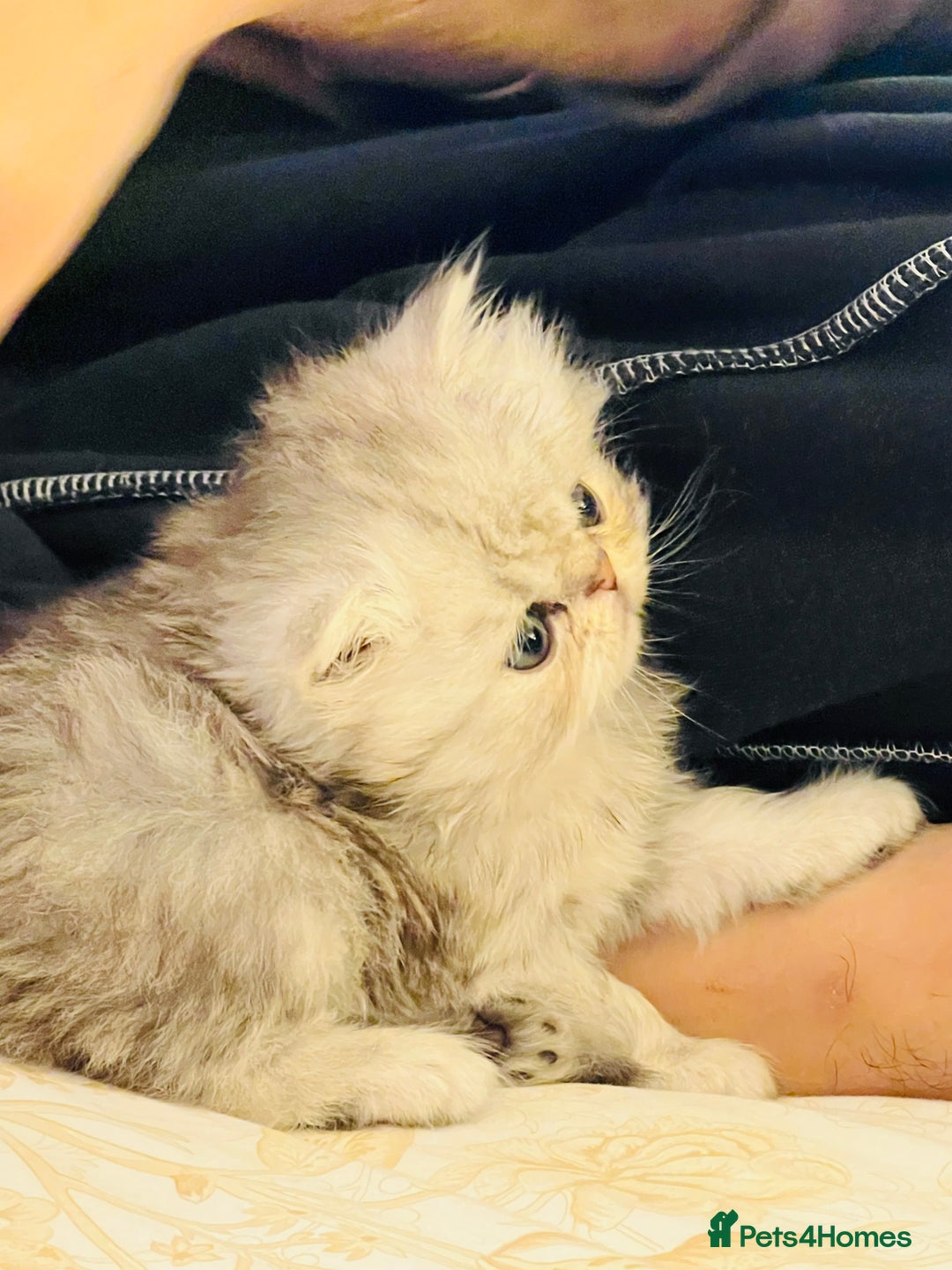 Persian cats for sale: Pure Persian golden kitten ( Persian ) in Isleworth - Image 18
