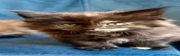 Maine Coon cats for sale: XL MAINE COON KITTENS UNIQUE COLOUR XL BLOODLINE - Advert 5