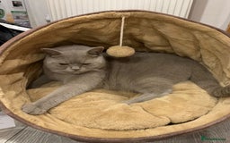 British Shorthair cats for sale: Stunning 2-Year-Old Male Lilac British Shorthair - Image 6