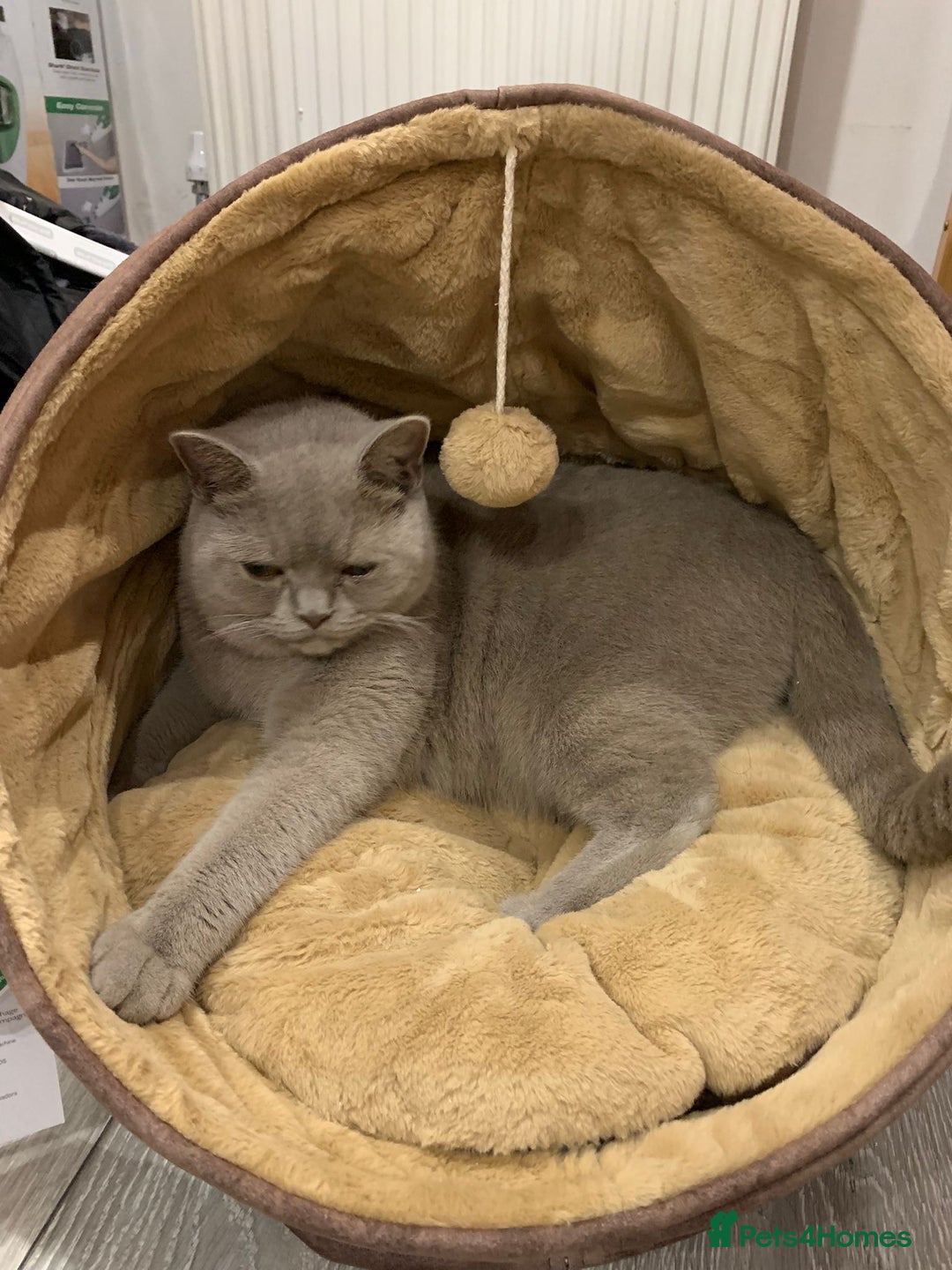 British Shorthair cats for sale: Stunning 2-Year-Old Male Lilac British Shorthair - Image 6