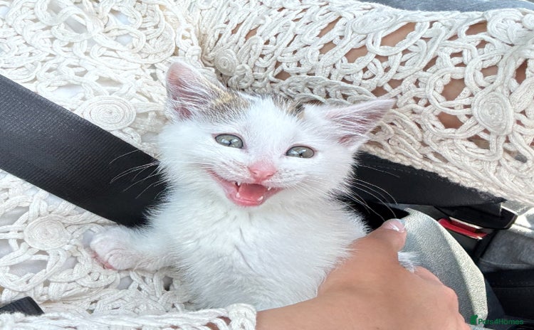 Domestic Shorthair cats - Advert 8
