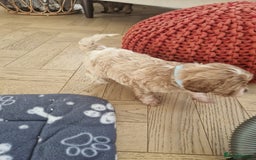 Cavapoo dogs for sale: Beautiful cavapoo puppies - Image 5