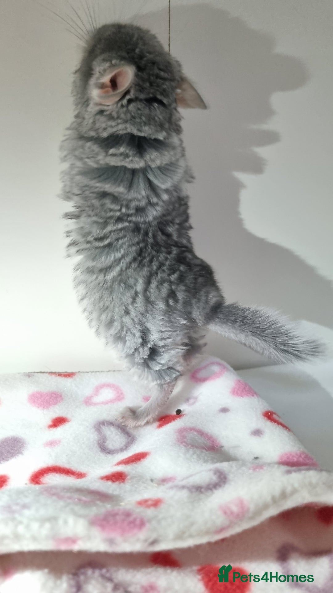Chinchilla rodents for sale: Sapphire Velvet RPAC (Male) Chinchilla kit - Advert 8