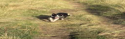 Border Collie dogs for sale: Border collie for sale/adoption in Redcar - Advert 2