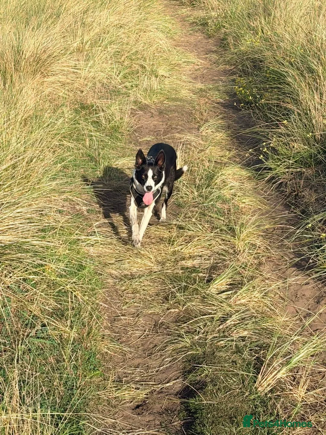 Border Collie dogs for sale: Border collie for sale/adoption in Redcar - Advert 2