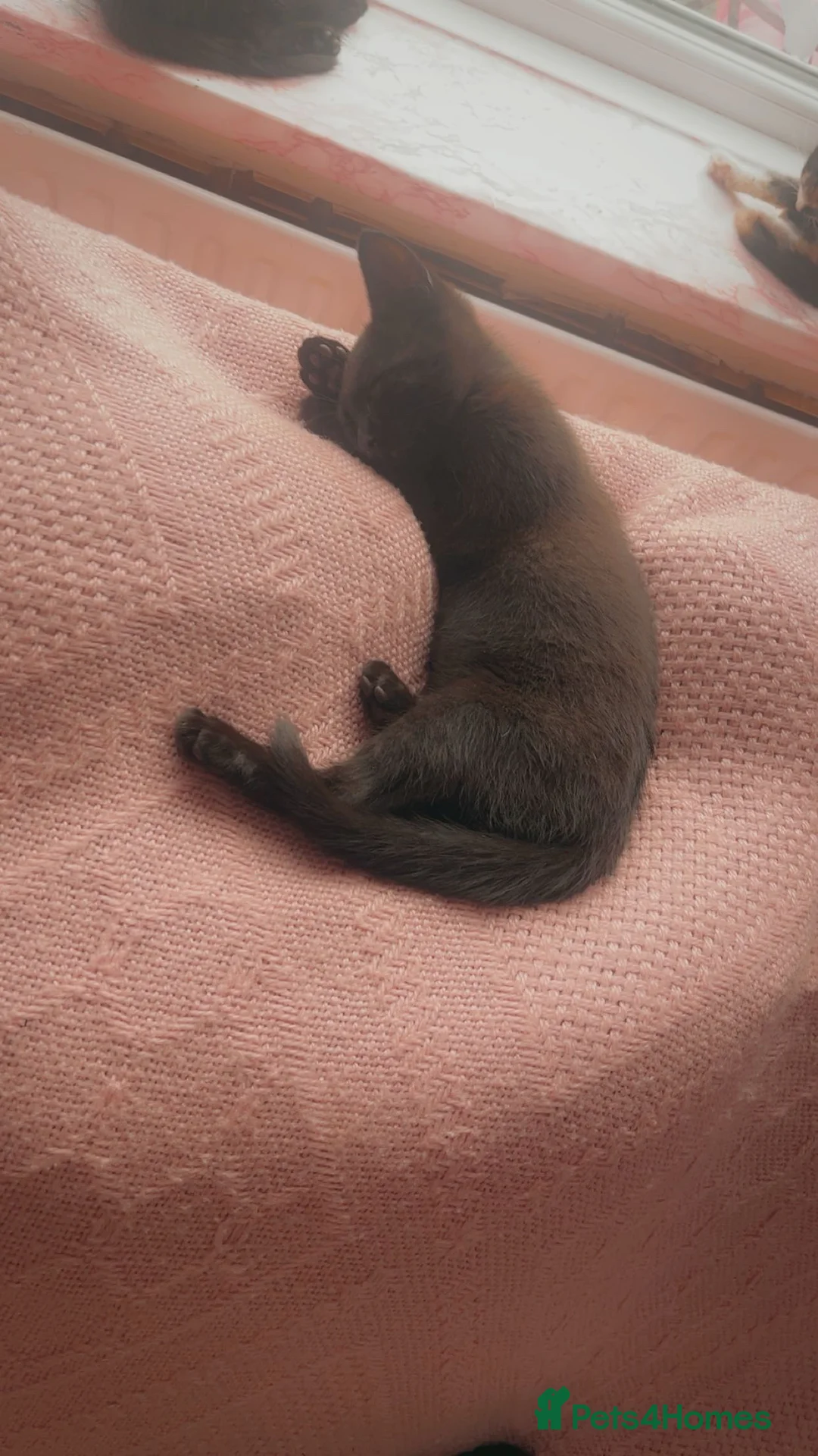 Mixed Breed cats for sale: Kitten looking for forever home  - Advert 9
