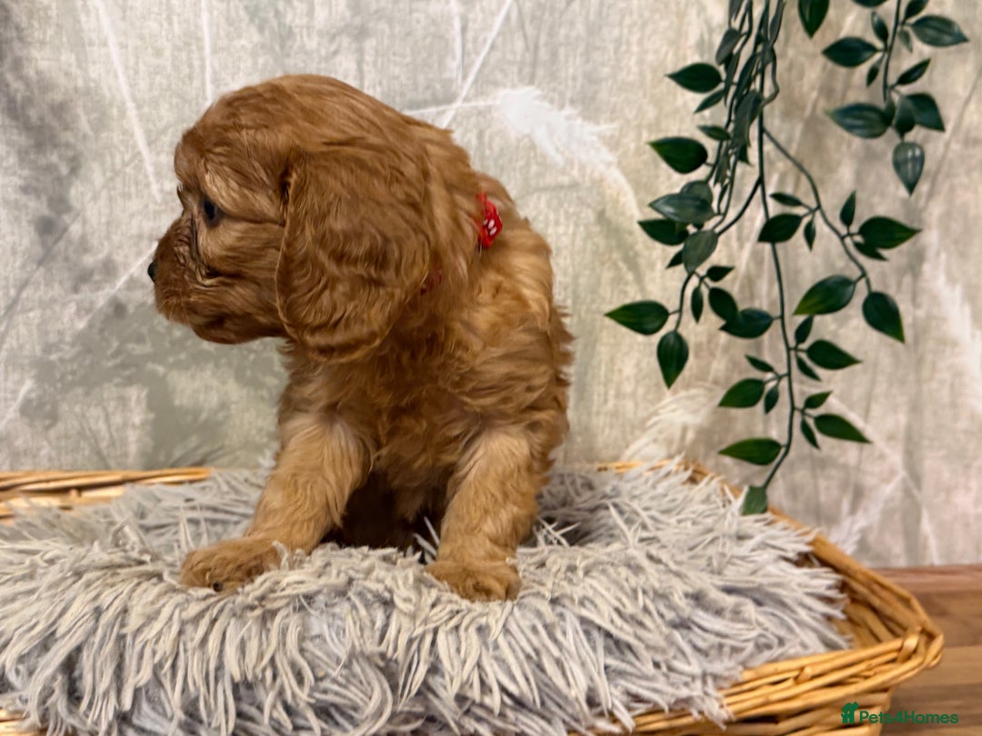Cavapoo dogs for sale: Beautiful F1 Cavapoos  - Advert 16
