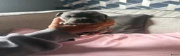 English Bulldog dogs for sale: Old English bulldog  in Portsmouth - Advert 8