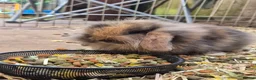 Mini Lion Lop rabbits for sale: 4 male lion lops  - Advert 8