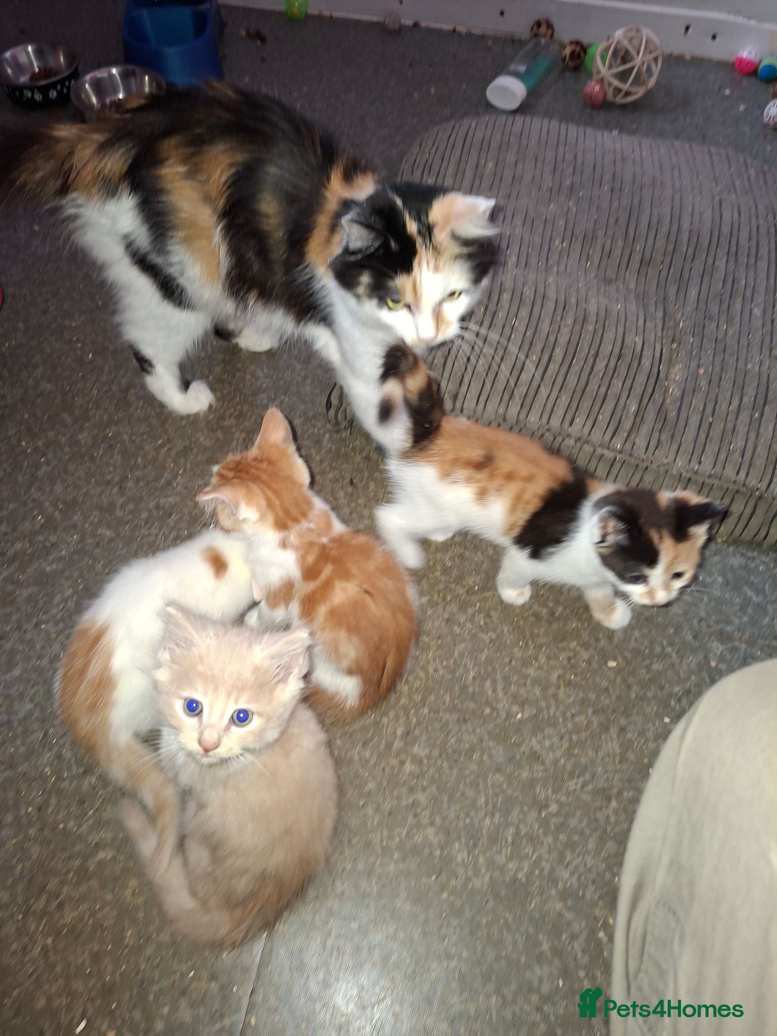 Mixed Breed cats Stunning kittens loving sweet playful - Advert 3