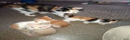 Mixed Breed cats for sale: Stunning kittens loving sweet playful in Houghton le Spring - Advert 1