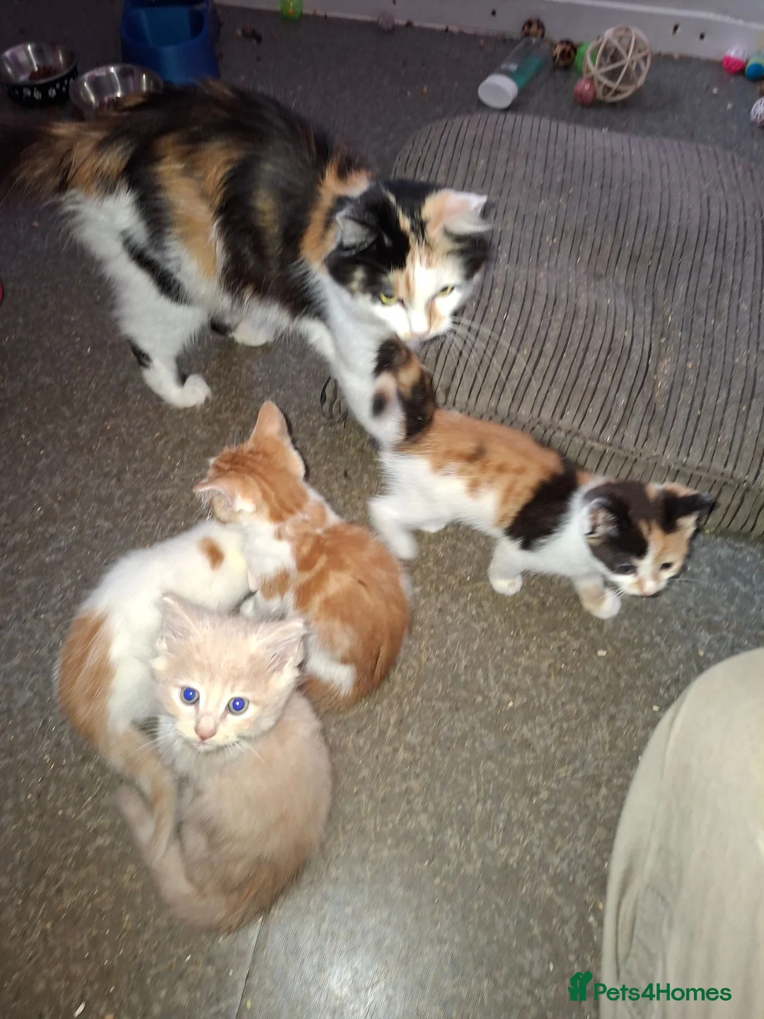 Mixed Breed cats for sale: Stunning kittens loving sweet playful in Houghton le Spring - Advert 1