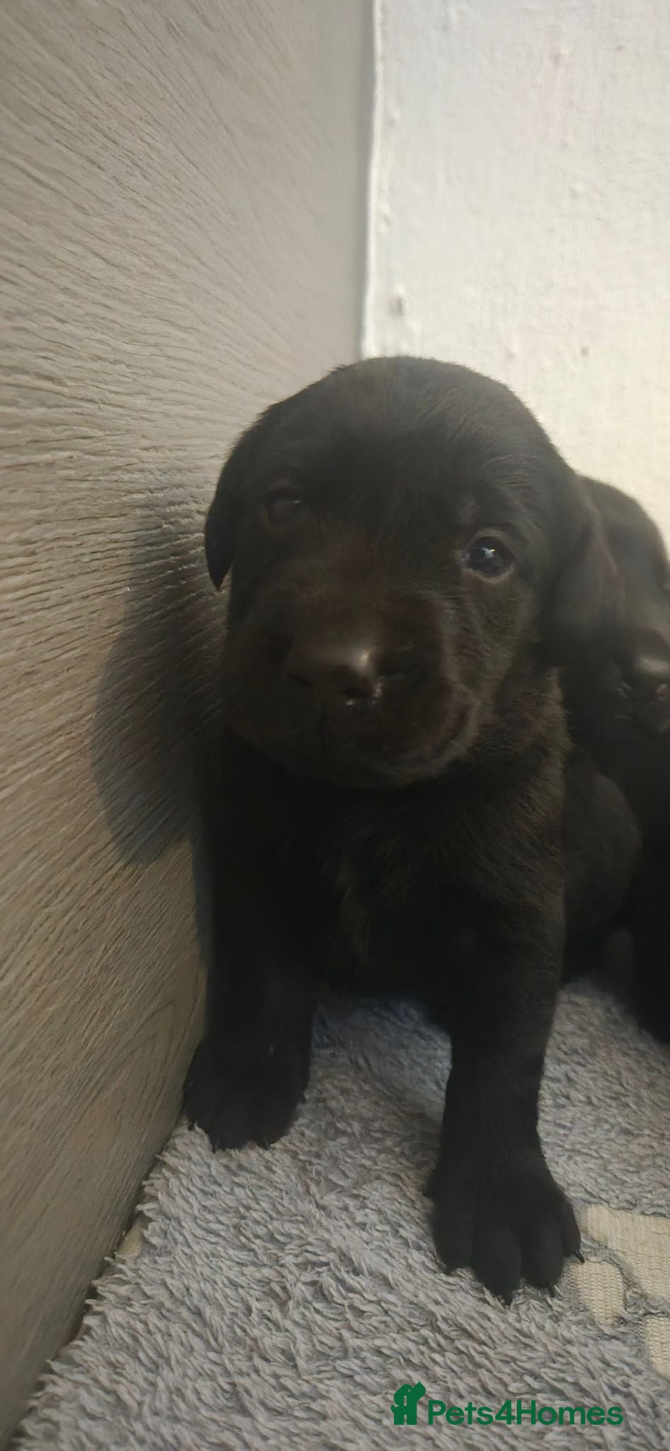 Labrador Retriever dogs Kc registered Labrador retriever puppies  - Advert 18