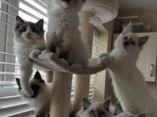 Ragdoll cats TICA registered champion line ragdoll kittens. - Advert 4