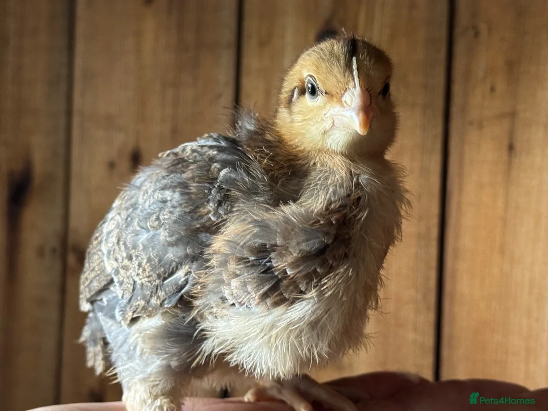 Chickens poultry for sale: Pure bred cream leg bar chicks - Advert 1