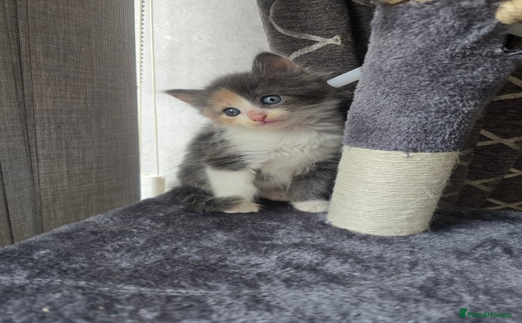 Mixed Breed cats - Advert 1