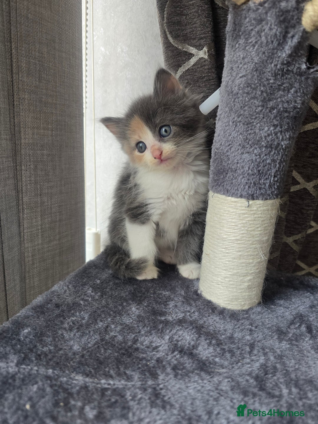 Mixed Breed cats for sale: Mix breed kittens  - Image 1