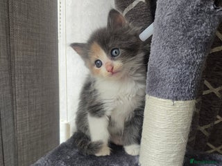 Mixed Breed cats - Advert 1