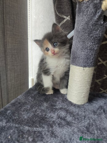 Mixed Breed cats - Advert 1