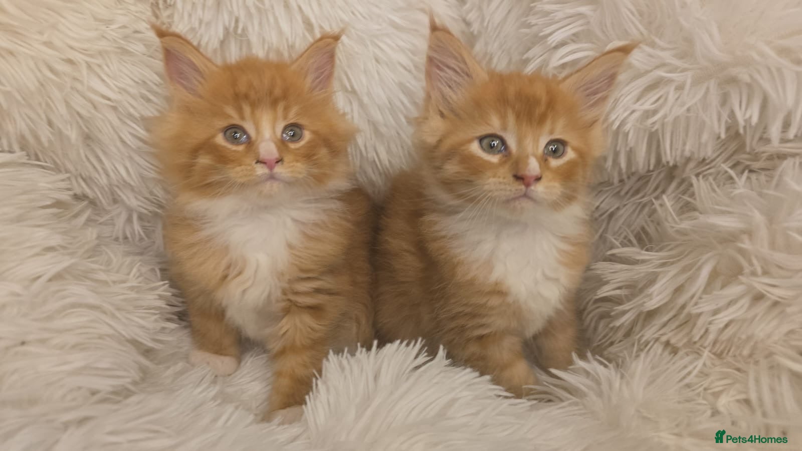 Maine Coon cats Rare red and white bicolor lMaincoon ready now  - Advert 9