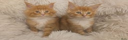 Maine Coon cats for sale: Rare red and white bicolor lMaincoon ready now  - Advert 1
