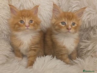 Maine Coon cats Rare red and white bicolor twins Maincoon big cubs - Advert 14