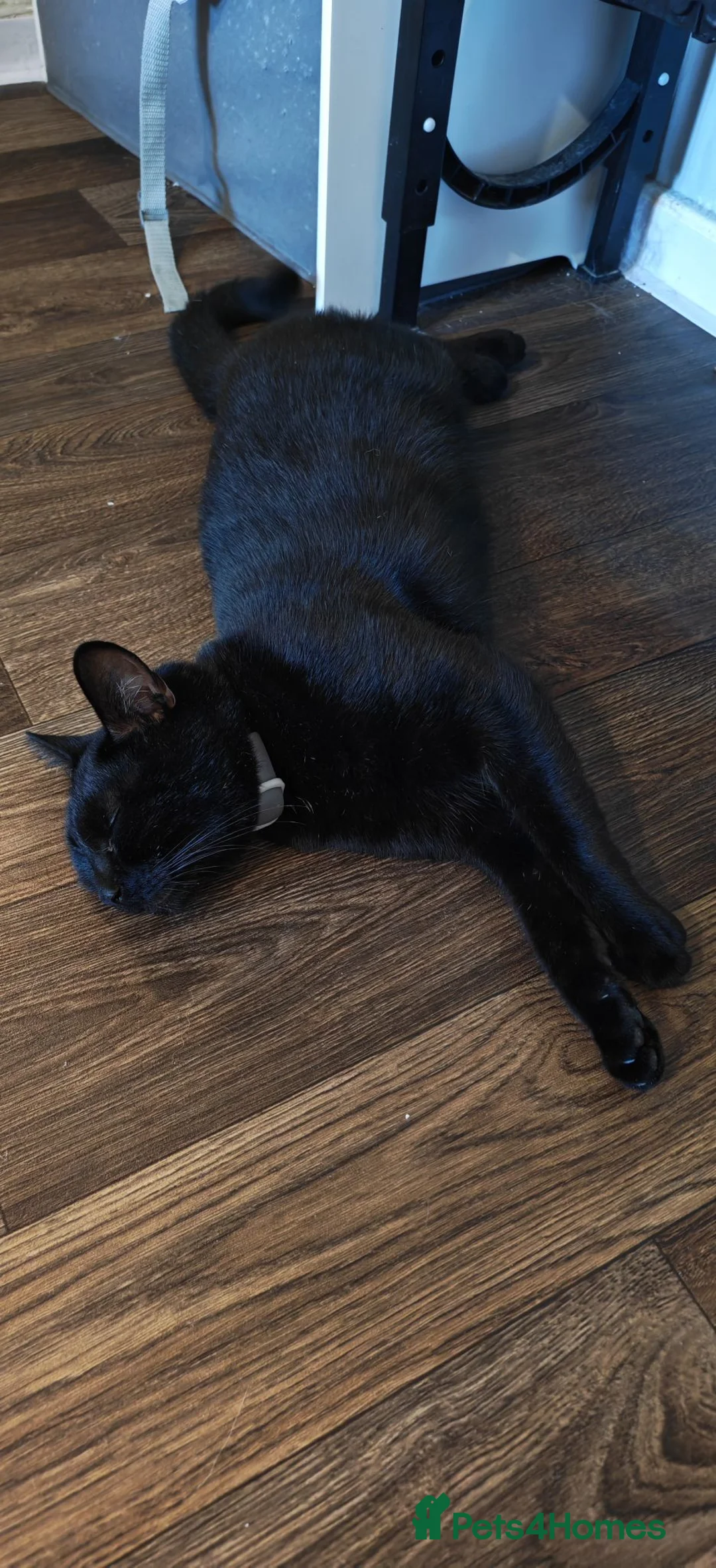 Mixed Breed cats for sale: Freddie - Advert 2