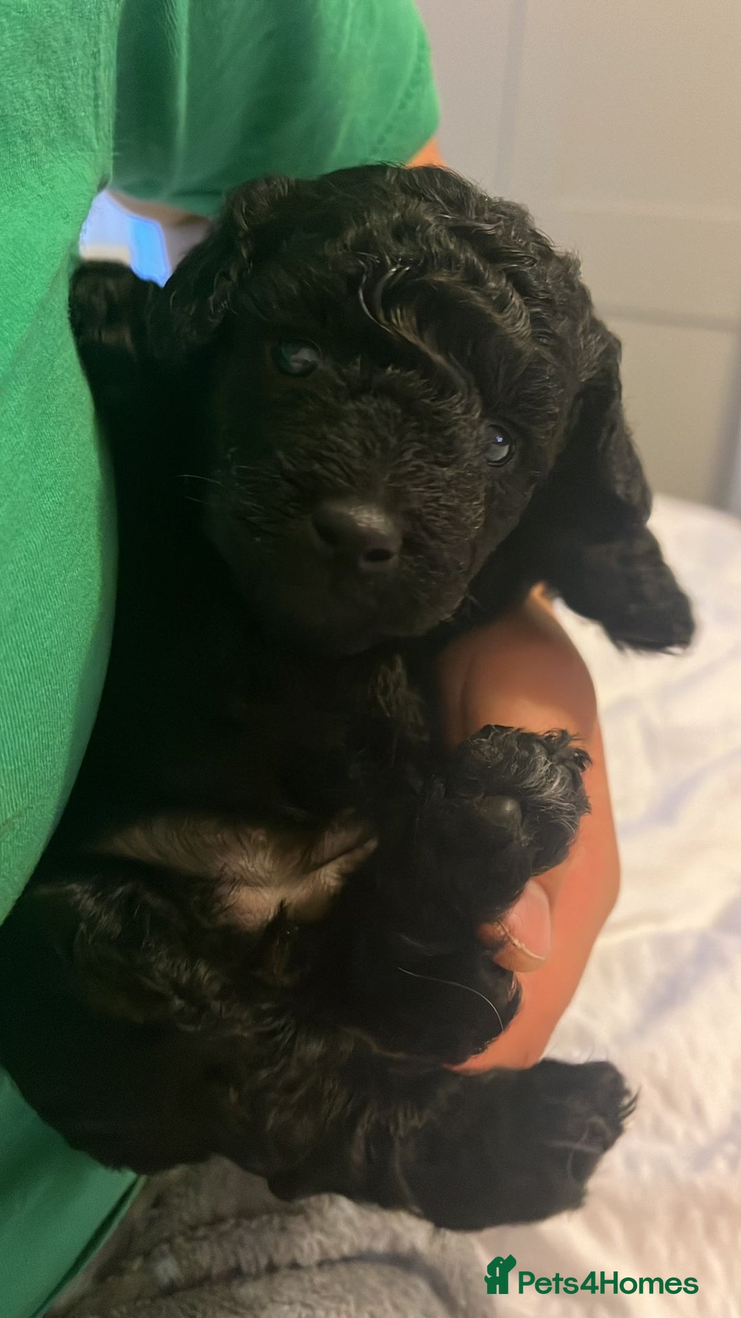 Toy Poodle dogs for stud: Silver Toy poodle  in Verwood - Advert 19