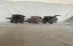 British Shorthair cats for sale: Gorgeous purebred British shorthair kittens - Image 13