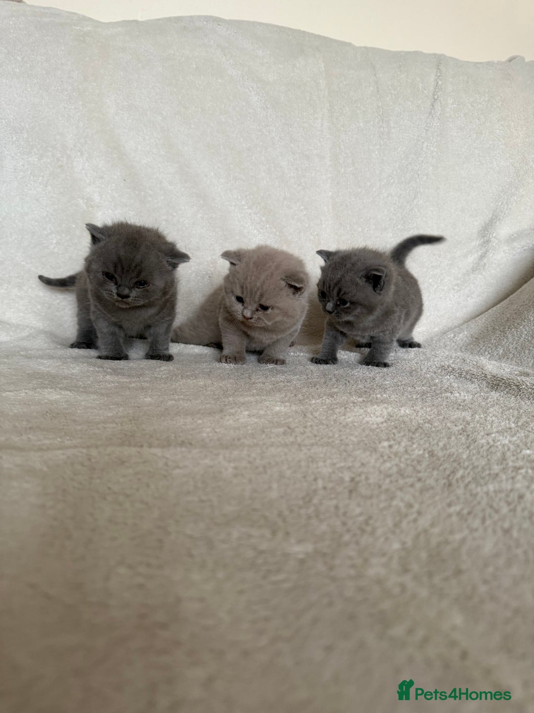 British Shorthair cats for sale: Gorgeous purebred British shorthair kittens - Image 13