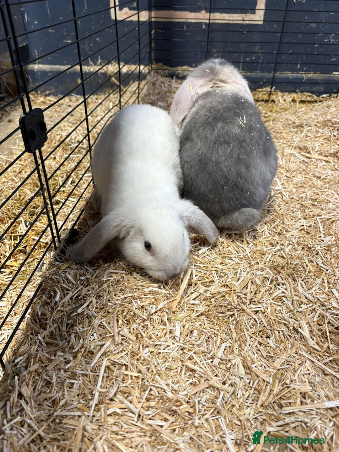 Mini Lop rabbits for sale: 🐰 Beautiful Mini Lop Ear Rabbits Available🐰 - Advert 6