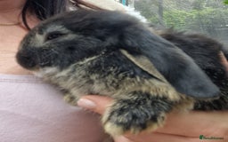 Mini Lop rabbits for sale: mini lop - Image 2