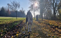 Huskita dogs for stud: Handsome Booboo in Stockport - Image 27