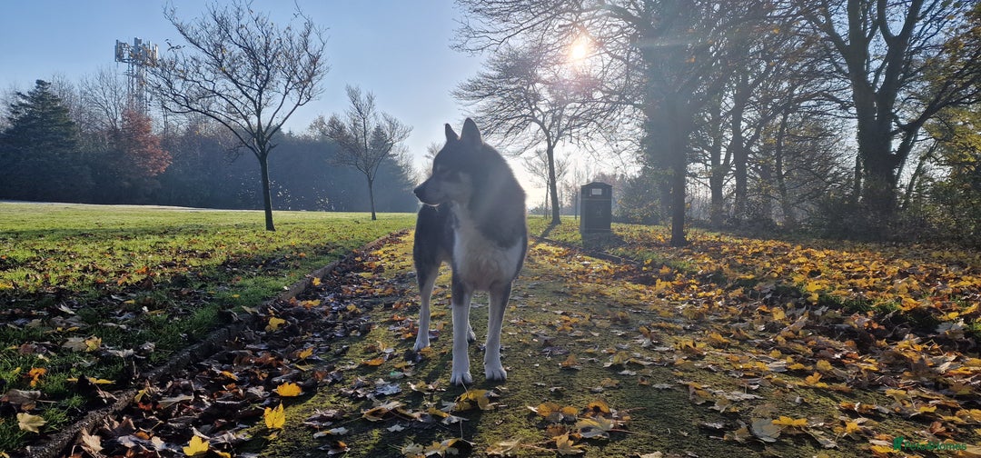 Huskita dogs for stud: Handsome Booboo in Stockport - Image 27