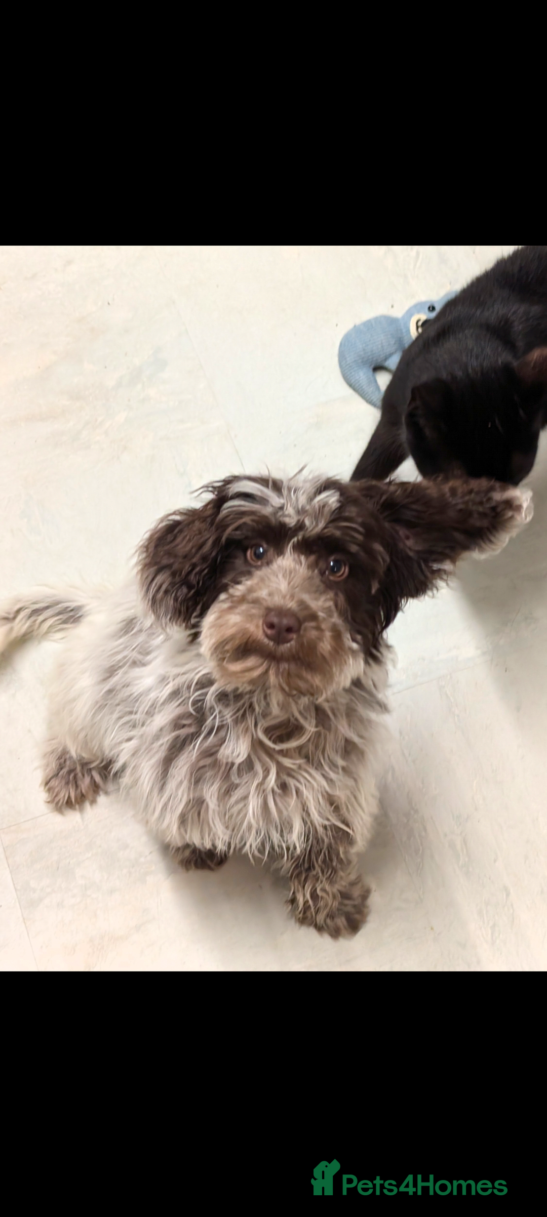 Cockapoo dogs for sale: Stunning chocolate roan Female F1 cockapoo  - Advert 5