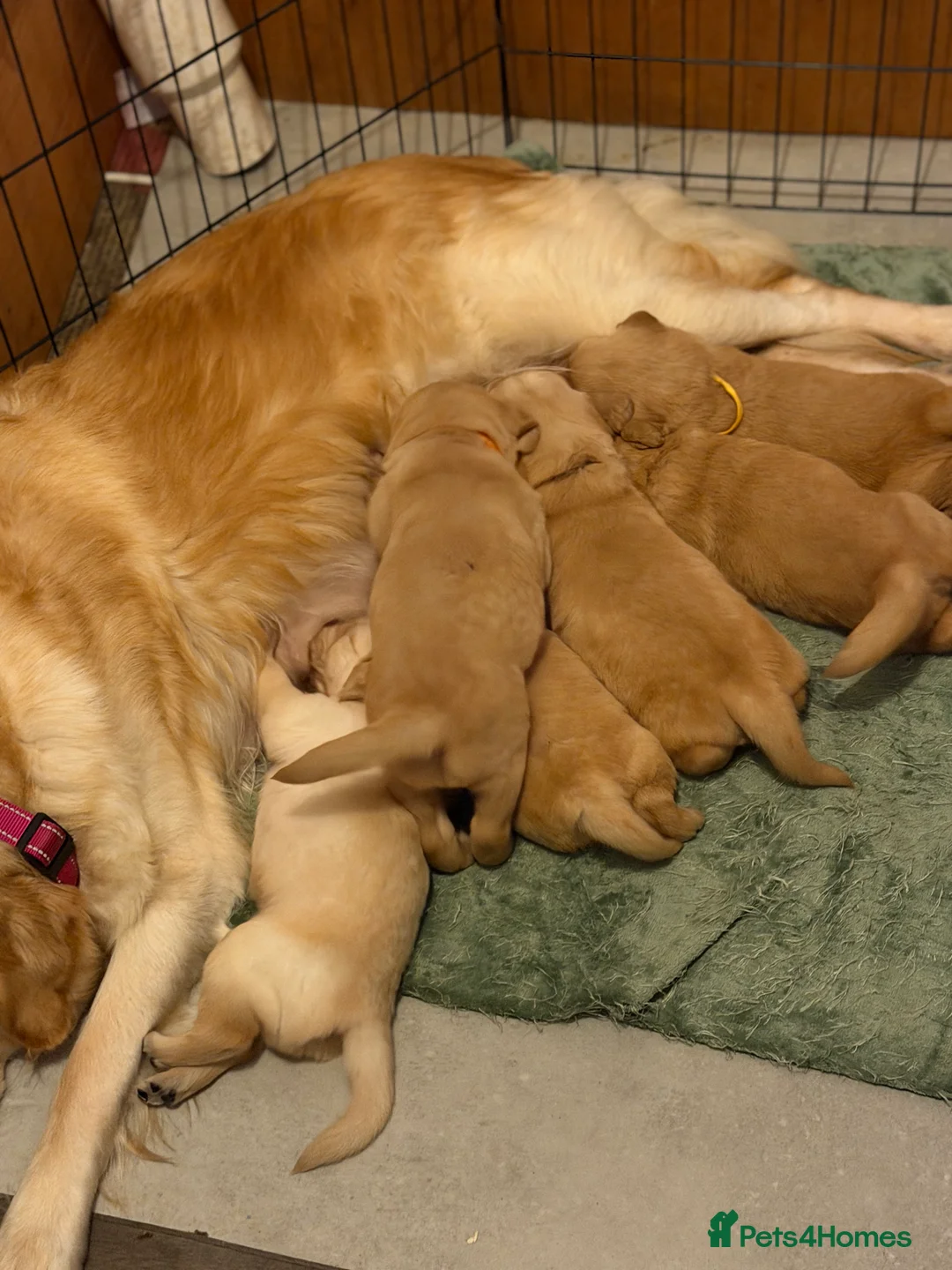 Golden Retriever dogs for sale: Beautiful KC Reg Golden Retrievers - Advert 19