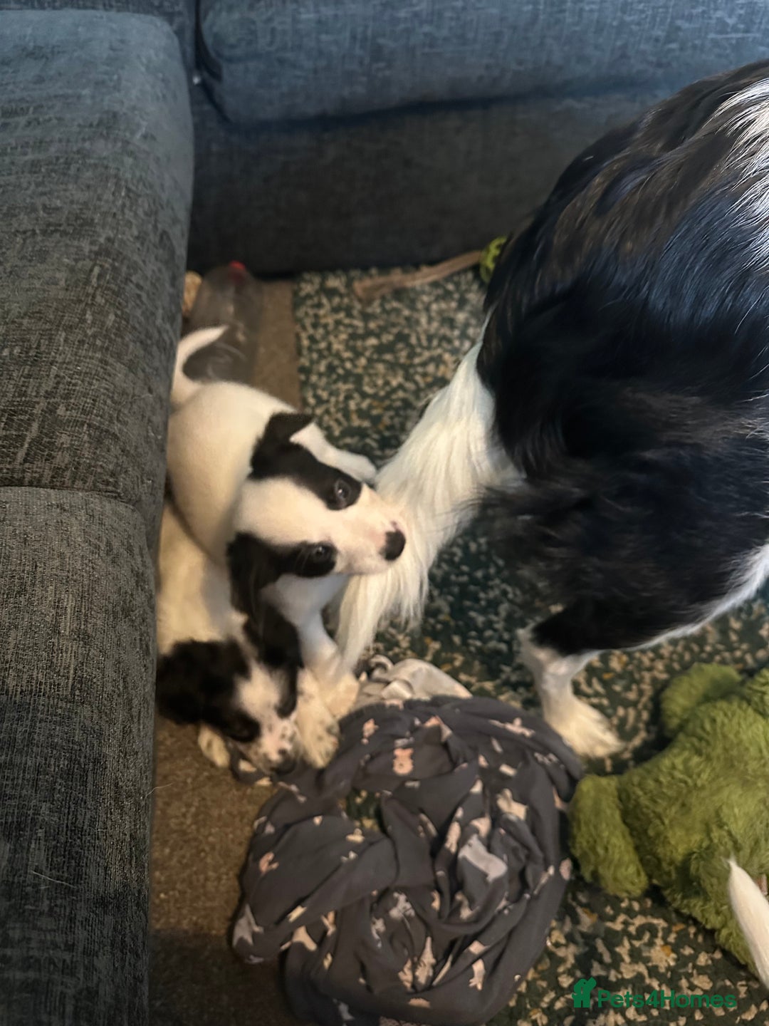 Border Collie dogs for sale: Only 1 girl left - reduced, ready to leave 08.12 - Advert 6