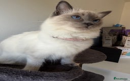 Ragdoll cats for sale: Ragdoll Kittens Looking for Their Forever Homes  - Image 16
