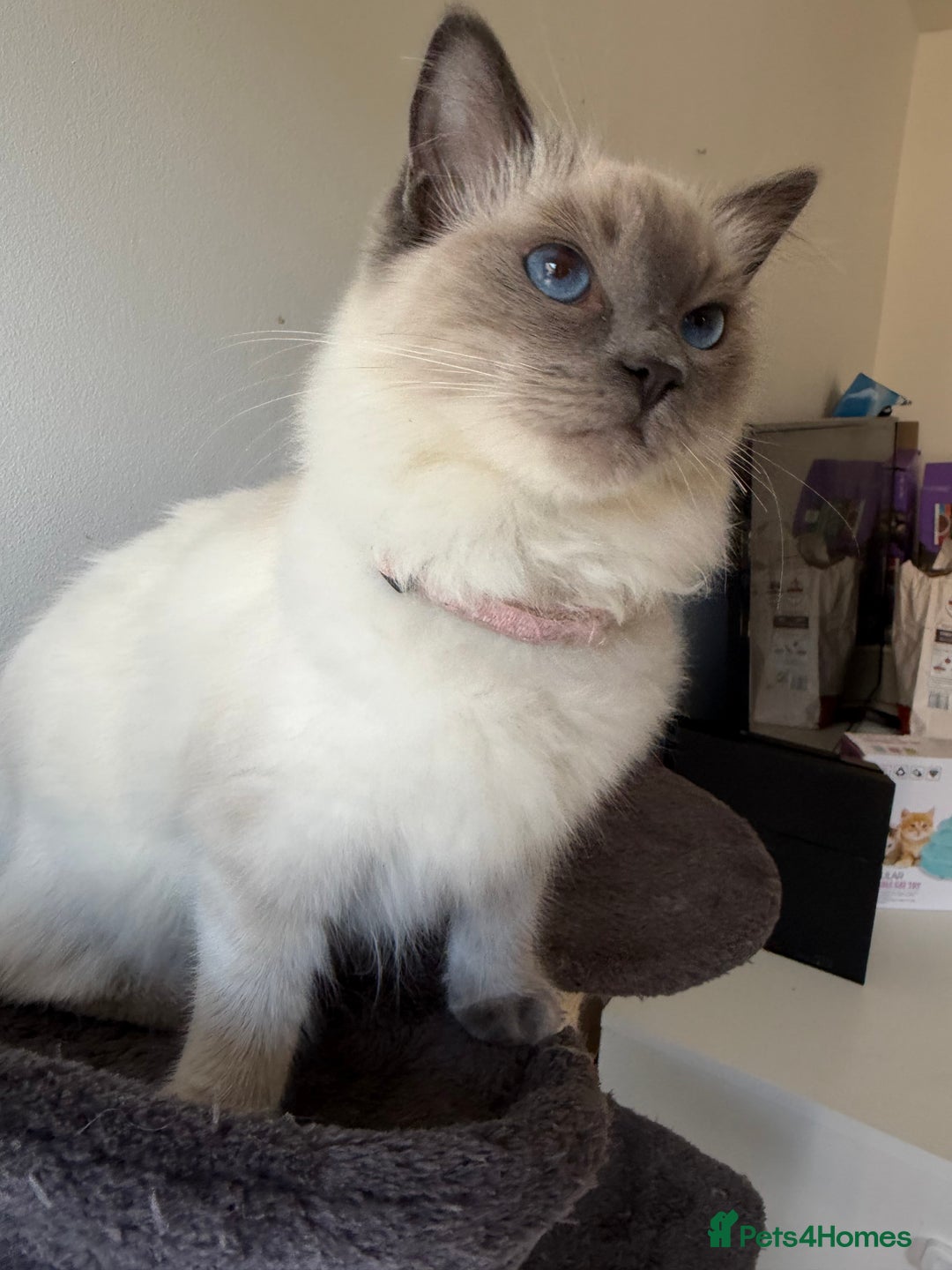 Ragdoll cats for sale: Ragdoll Kittens Looking for Their Forever Homes  - Image 16