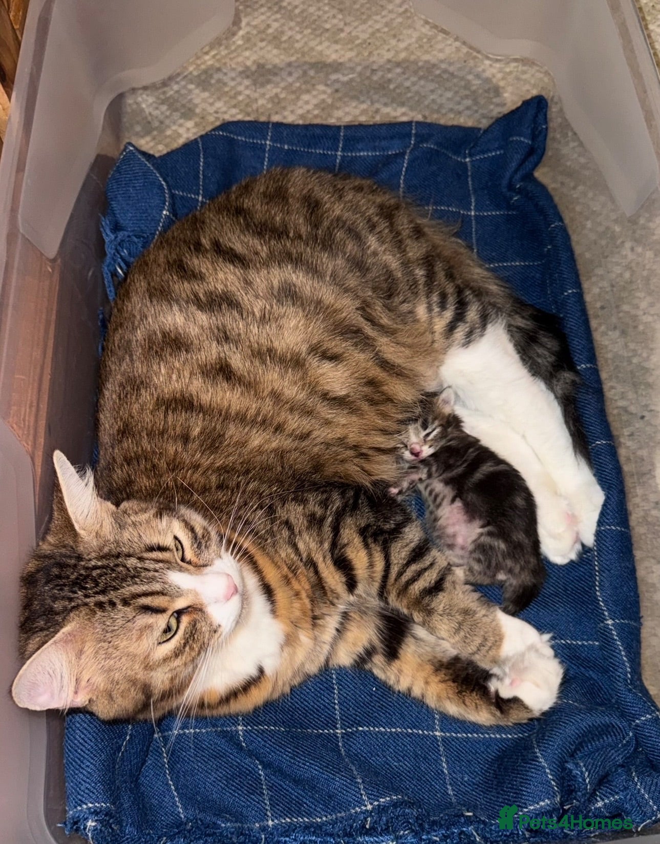 Domestic Shorthair cats Gorgeous male kitten  - Advert 1