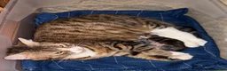 Domestic Shorthair cats for sale: Gorgeous male kitten  - Advert 1