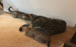 Mixed Breed cats for sale: Beautiful Fluffy Tabby Siblings for sale - Image 12