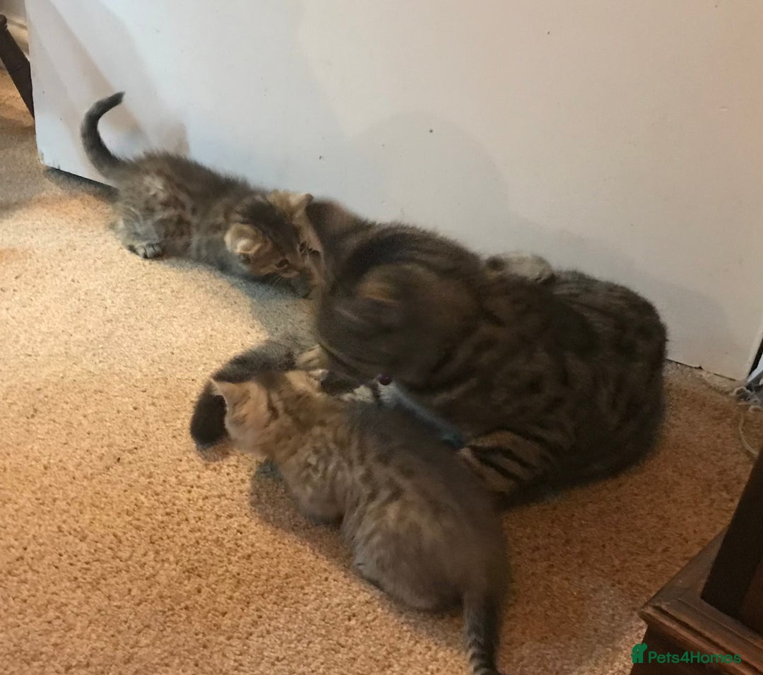 Mixed Breed cats for sale: Beautiful Fluffy Tabby Siblings for sale - Image 12