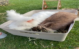 Lionhead rabbits for sale: 2 bonded rabbits  - Image 1