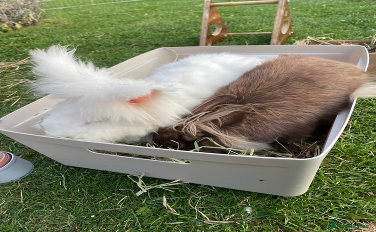 Lionhead rabbits - Advert 3