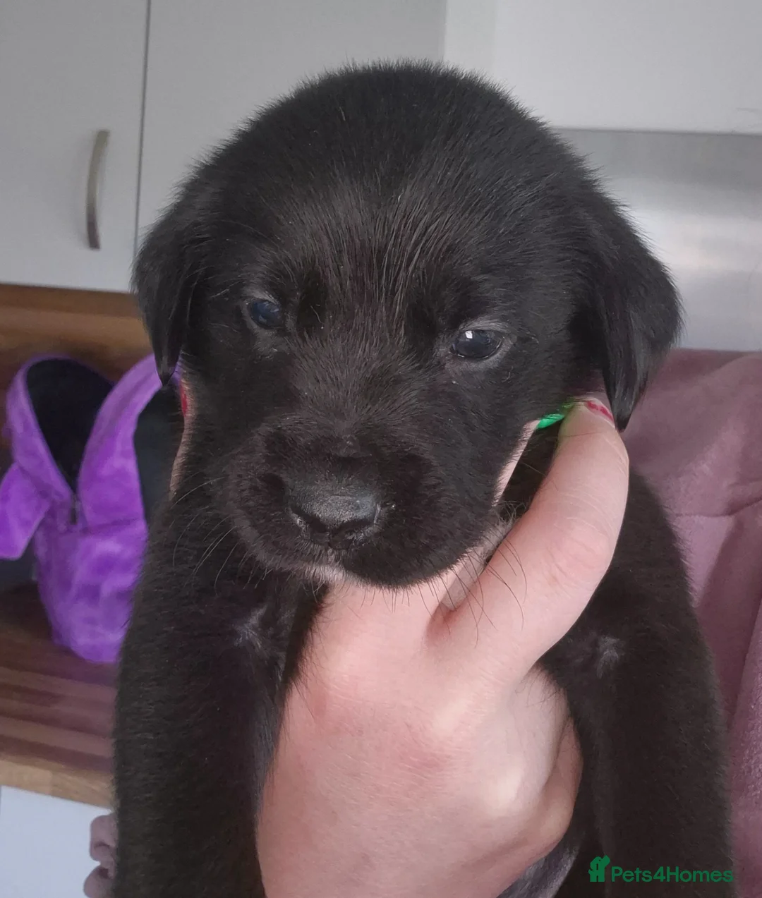 Mixed Breed dogs for sale: Beautiful puppies for sale - Advert 2